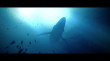 Under the Waves thumbnail